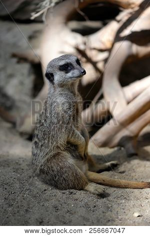 Full Body Of Sitting Wild African Meerkat (suricata Suricatta). Photography Of Nature And Wildlife.