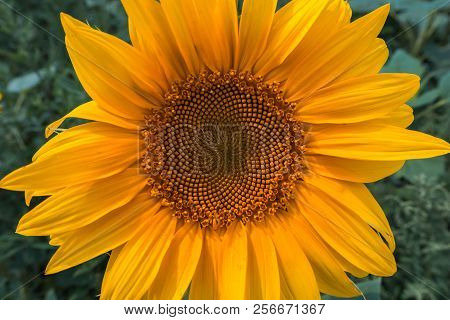 Sunflower Summer Flower Close-up Background. Agroculture, Harvest.