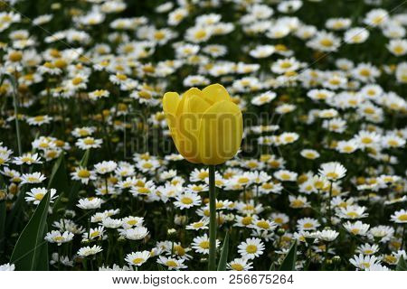 Daisy Camomile Flower. White Flowers. Daisy Flowers