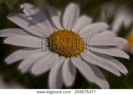 Daisy Camomile Flower. White Flowers. Daisy Flowers