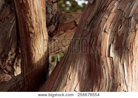 Close Up Of Graceful, Wavy, Smooth And Rough Bark Textures On Sun Lit Tree Trunks For Background Tex