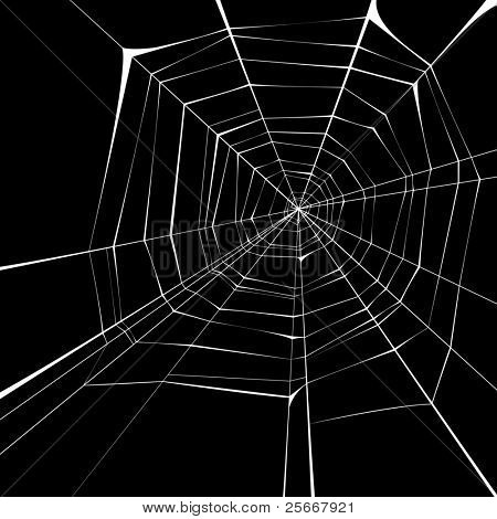 spider web