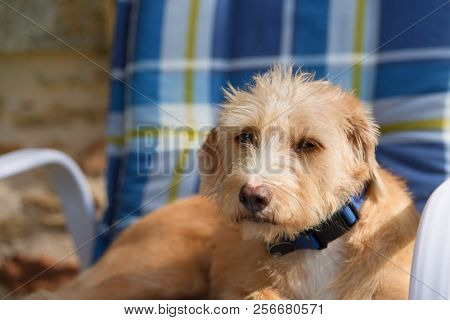 Portrait in blue chair outdoor little cross breed dog against stone wall