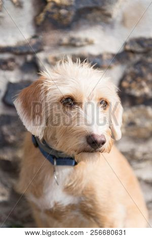 Portrait outdoor little cross breed dog against stone wall