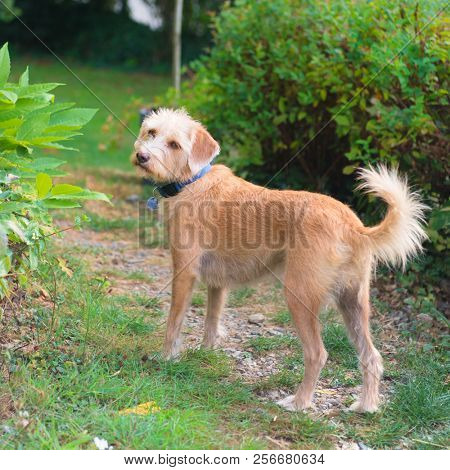 Outdoor little cross breed dog standing in the garden