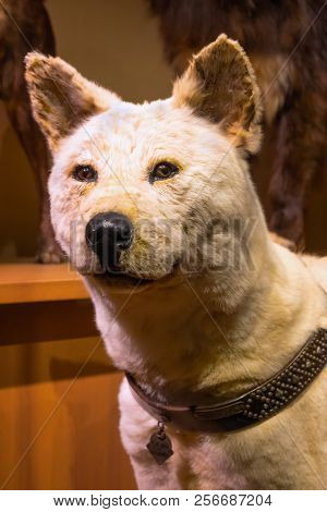 Tokyo, Japan - April 29 2018: Hachiko, A Faithful Akita Inu Dog That Remarkable Loyalty To His Owner