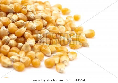 Unpopped Popcorn Kernels On A White Background