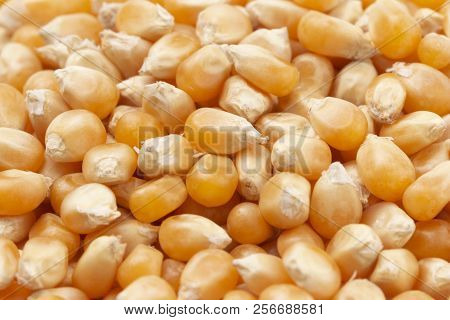 Unpopped Popcorn Kernels On A White Background