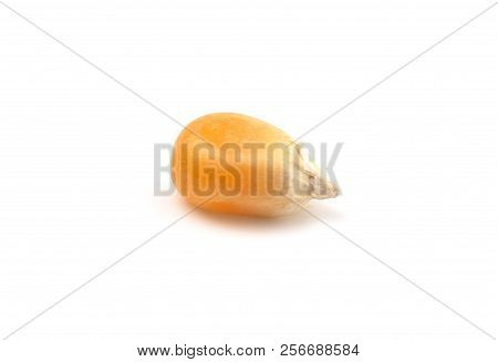 Unpopped Popcorn Kernels On A White Background