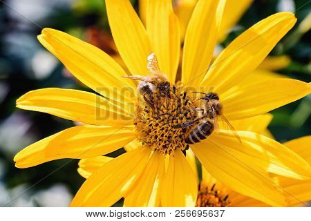 Two Bees On An Arnica Blossom. Close Up, Macro.