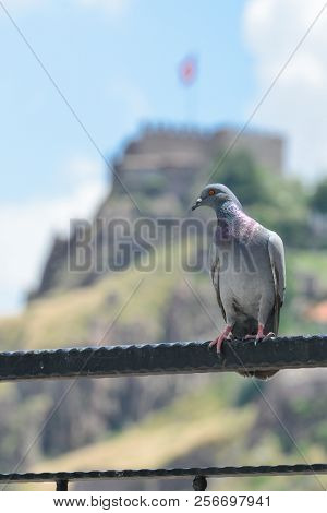 Ankara, Turkey - A pigeon with Ankara Castle background
