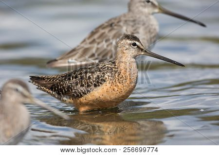Long Billed Dowitcher