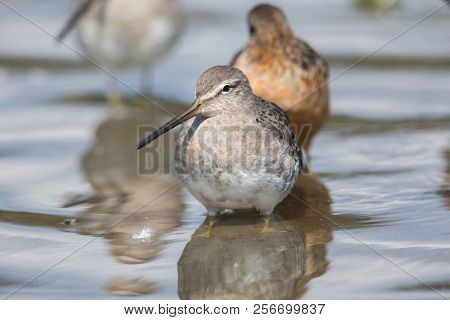 Long Billed Dowitcher