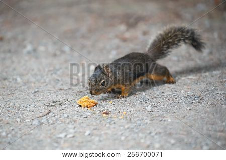 Douglas Squirrel