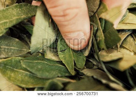 Sorting Dried Coca Leafs In A Small Woven Basket, Santa Cruz De La Sierra, Bolivia
