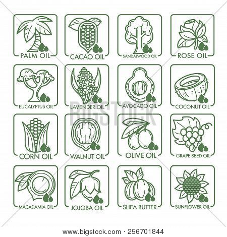 Cooking, Cosmetic And Essential Oils Vector Icons