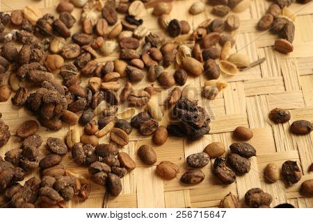 Luwak Coffee Beans In Ubud Village, Bali, Indonesia.raw Arabica Coffee Bean In Luwak Kopi Farm Prepa