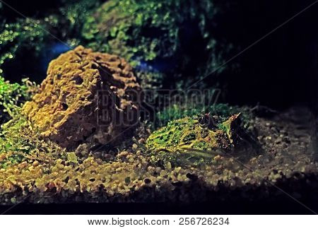 Closeup Argentine Horned Frog Or Pacman Frog On Nature Background