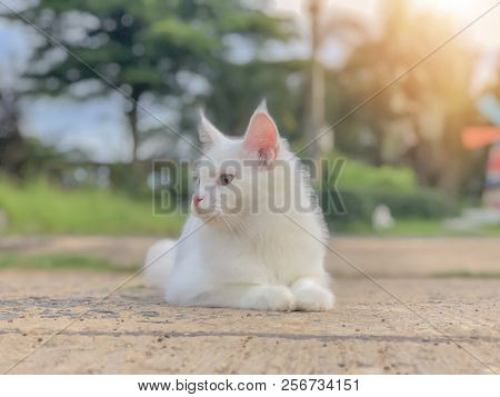 Soft Focus Of White Mainecoon Cat Breeders In The Backyard Watching For Something.