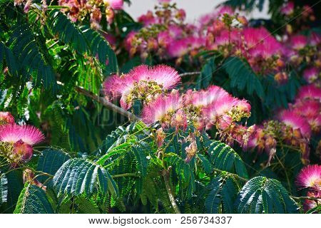 Pretty Pink And White Flowering Silk Tree (albizia Julibrissin), Ayamonte, Huelva Province, Andaluci