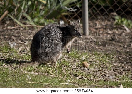 The Tammar Wallaby Is Grazing In A Field