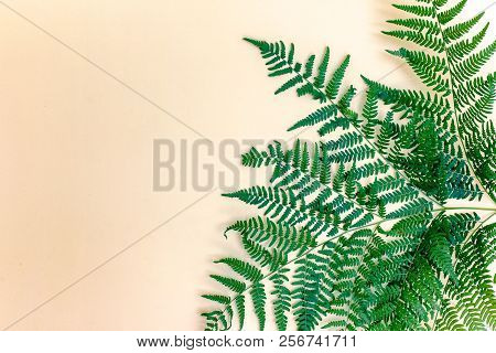 Tinted Photo With Fern Plant Branches And Copoy Space On The Left.