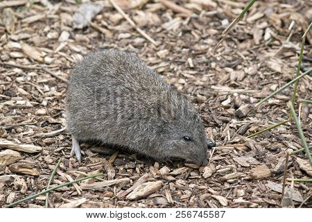 The Long Nose Potoroo Is Searching For Food