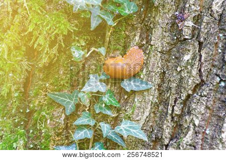 Snail Without Home, On The Tree, Beauty In Nature