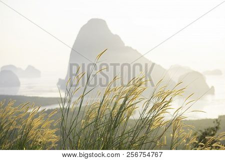 Mission Grasses And Morning Light At Samet-nang-she View Point, Phang-nga Province, Thailand