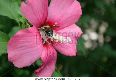 Pollen rumpa