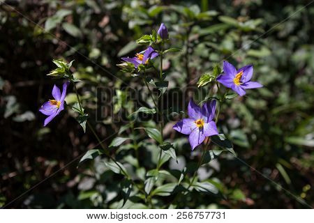 Purple Flowers Of Solanum Rantonnei Known As Blue Potato Bush (lycianthes Rantonnetii).