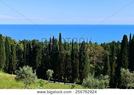 Nature In An Abkhazia Near New Athos