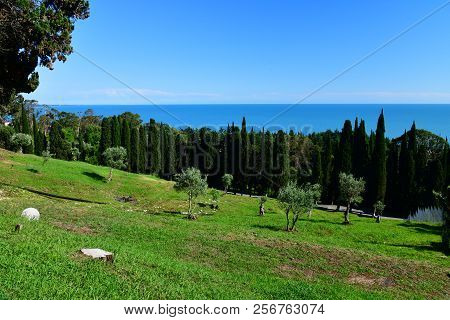 Nature In Abkhazia Near New Athos In Summer