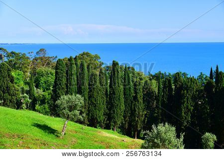 Nature In Abkhazia Near New Athos In Summer