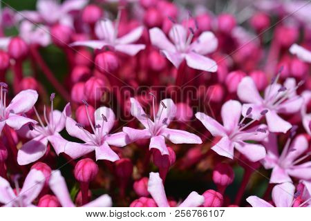 Rose Glorybower - Latin Name - Clerodendrum Bungei