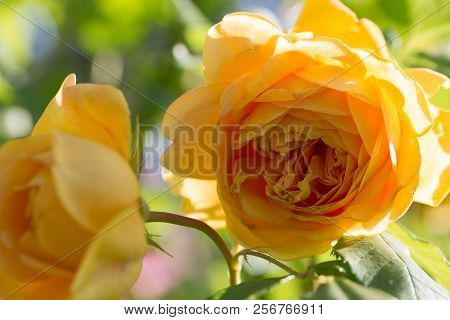 Blooming Yellow Rose In The Garden On A Sunny Day.