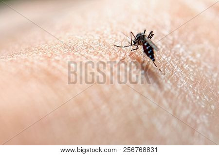 Close Up Mosquito Sucked Blood On Hand People