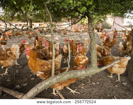 Free Range Brown Chickens In Dirt Under Shrubs On Organic Farm In The Netherlands Near Scherpenzeel 