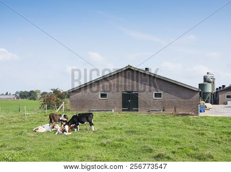 Calves In Meadow Near Barn In The Dutch Province Of Utrecht Near Scherpenzeel And Veenendaal
