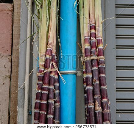 Sugar Cane For Sale At Rural Market In Yangon, Myanmar.