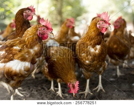 Free Range Brown Chickens In Dirt Under Shrubs On Organic Farm In The Netherlands Near Scherpenzeel 