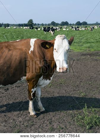Closeup Of Red And White Holstein Cow In Green Grassy Meadow With Other Cows Near Woudenberg In The 