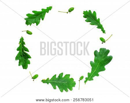 Frame Of Green Leaves Of Oak And Acorns On A White Background