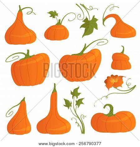 Set Of Bright Pumpkins Of Different Shapes With Leaves And Flower Isolated On White Background. Vect