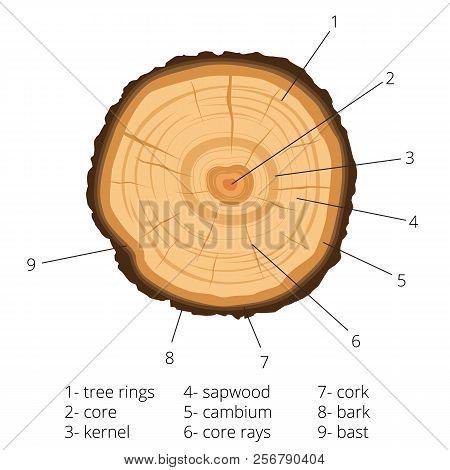 Circular Cross-section Of A Tree With Annual Rings With Signed Pieces Of Wood. Vector Modern Illustr