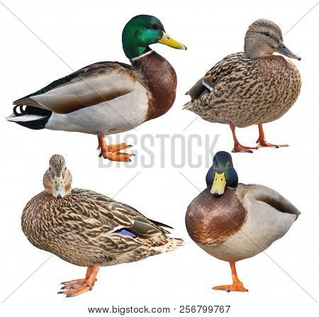standing mallard ducks isolated on white background