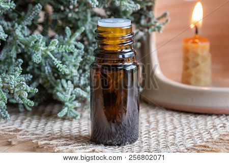 A Bottle Of Essential Oil With Fresh Santolina Chamaecyparissus Plant