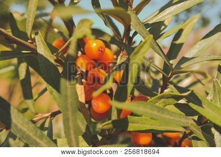 Branch Of Ripe Sea-buckthorn Berries. Ripe Orange Sea Buckthorn Berries On A Branch With Green Leave