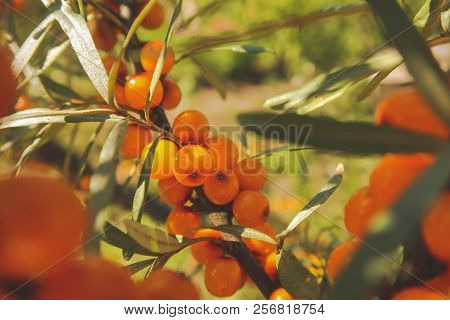 Branch Of Ripe Sea-buckthorn Berries. Ripe Orange Sea Buckthorn Berries On A Branch With Green Leave