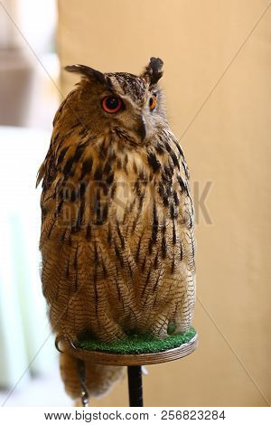 Owl And Filin Close Up Photo As Ttraction On Kids Birthday Party